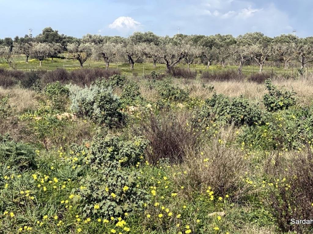 Terreno a Dolianova in Via Cagliari, 63 - Foto 5