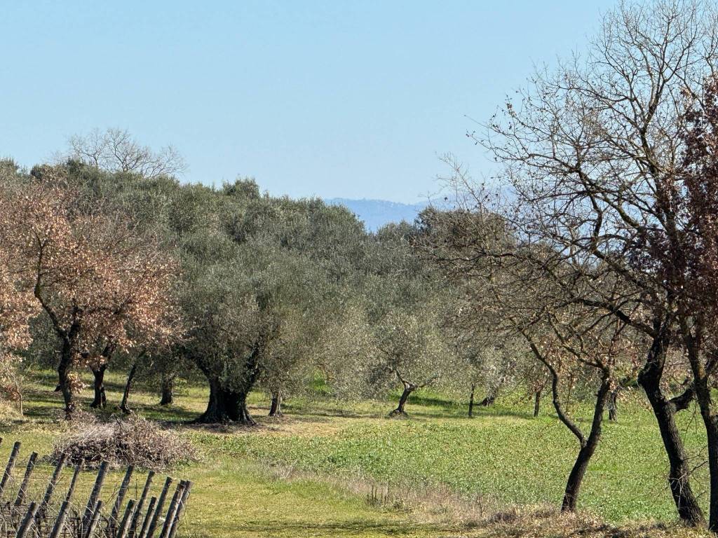 Terreno a Castiglione del lago in Viale Perugia - Foto 3
