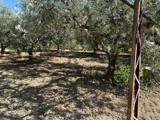 Terreno a San salvo - Foto 3