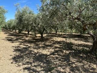 Terreno a San salvo - Foto 4