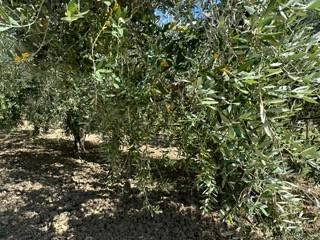 Terreno a San salvo - Foto 5