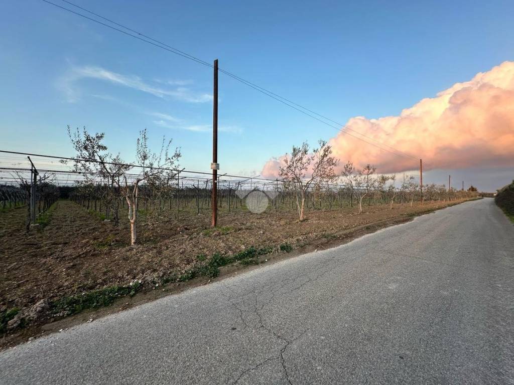 Terreno a Cerignola in Contrada San martino - Foto 2