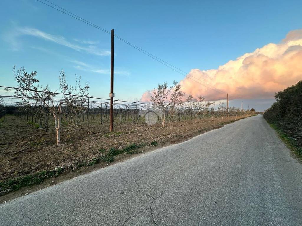 Terreno a Cerignola in Contrada San martino - Foto 3