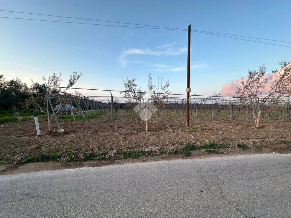 Terreno a Cerignola in Contrada San martino - Foto 4