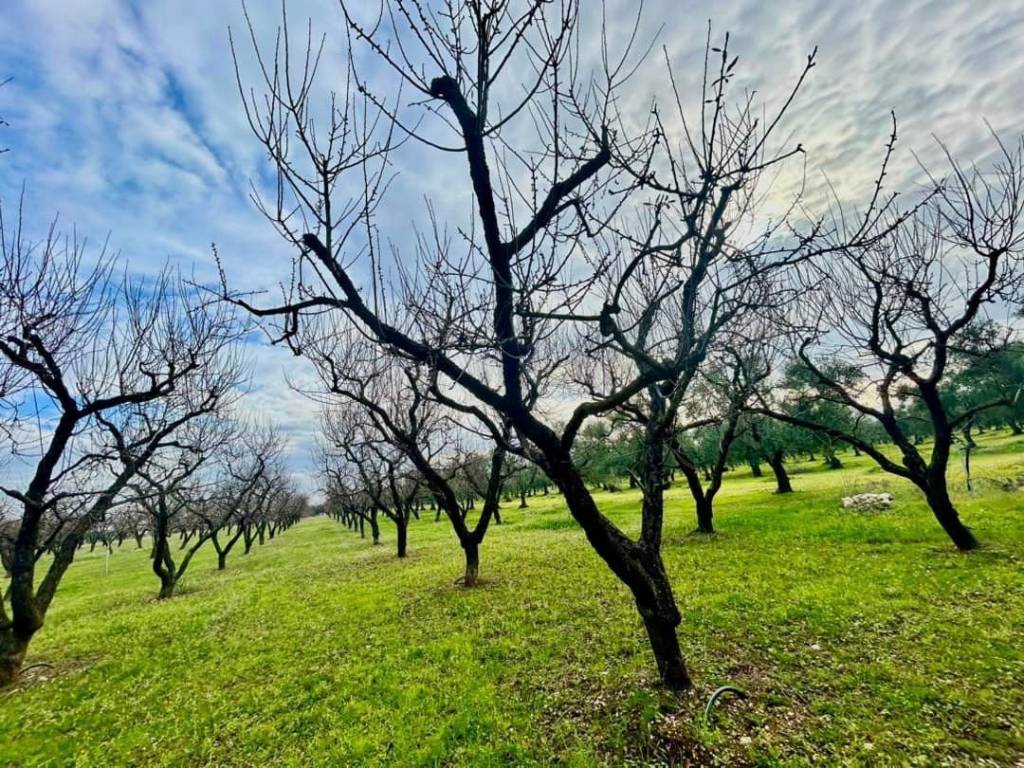 Terreno a Cassano delle murge in Via Adelfia - Foto 2