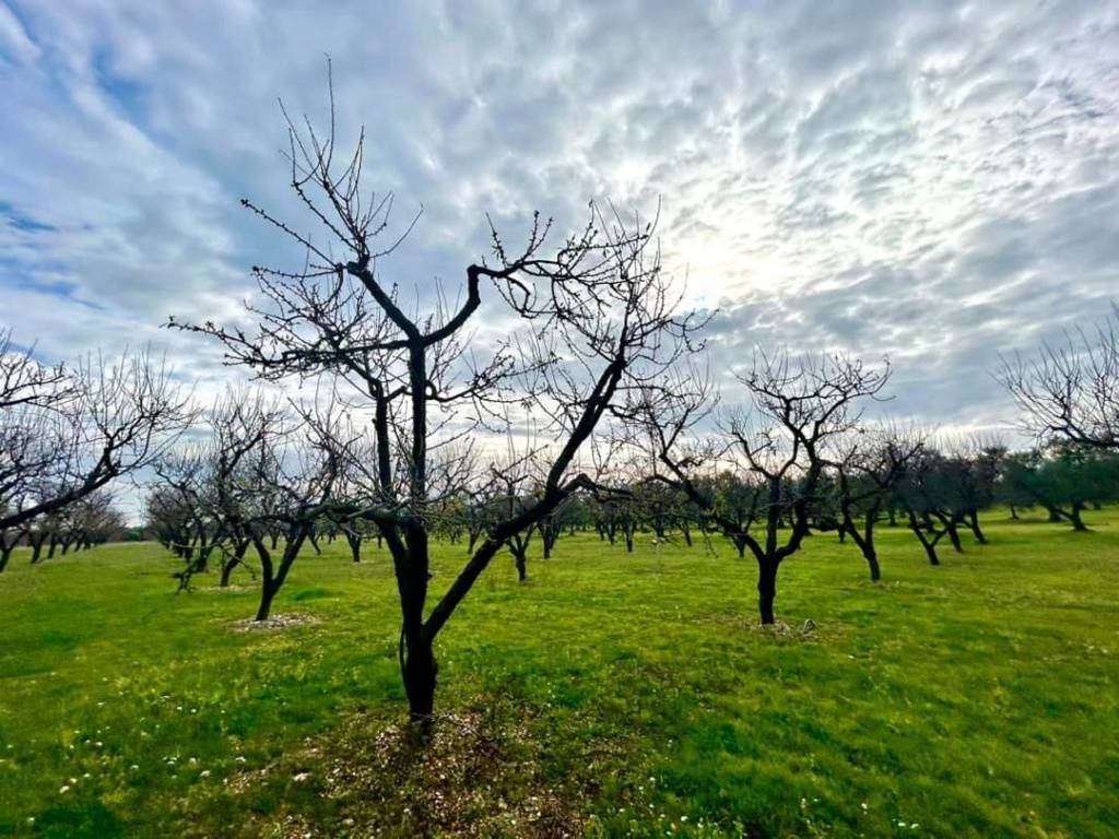 Terreno a Cassano delle murge in Via Adelfia - Foto 3