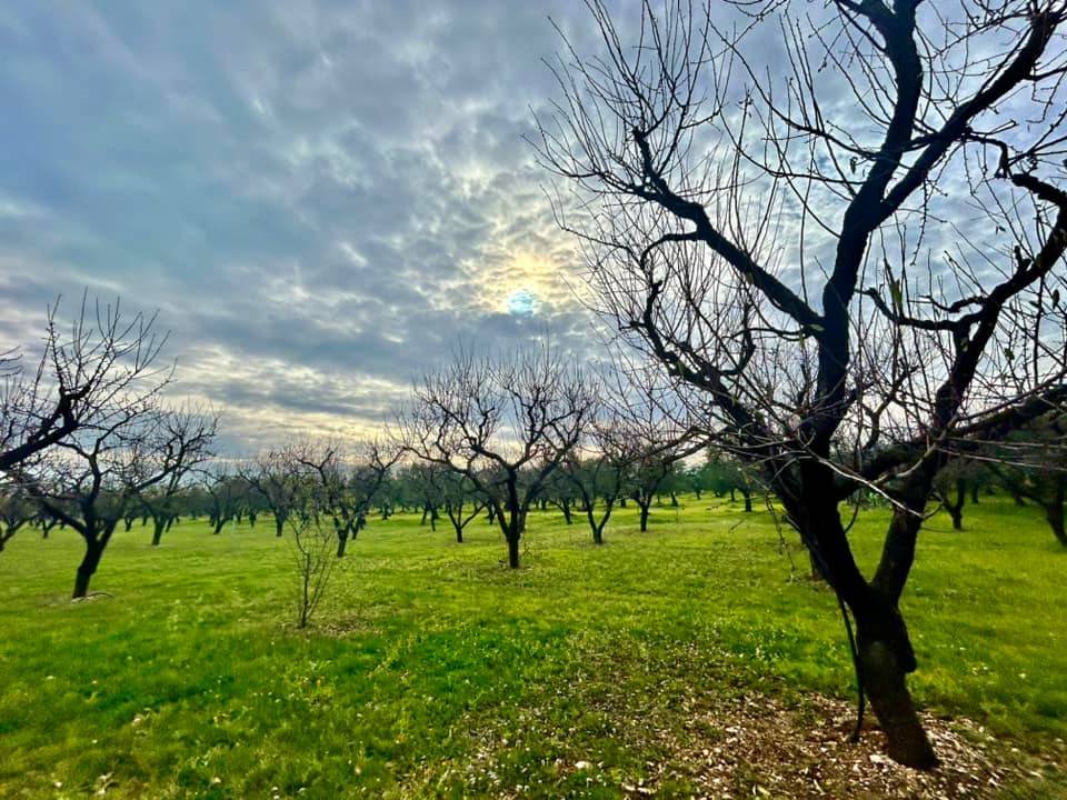 Terreno a Cassano delle murge in Via Adelfia - Foto 4