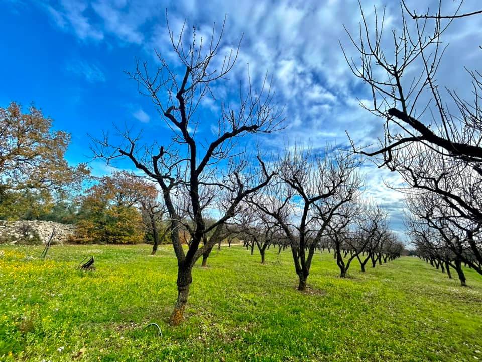 Terreno a Cassano delle murge in Via Adelfia - Foto 5