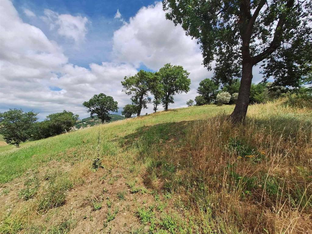 Terreno a Gagliole - Foto 3