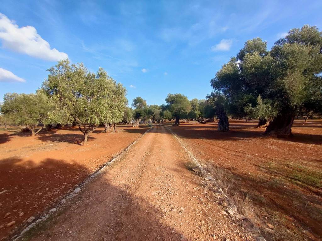 Rustico / casale a Ostuni in Contrada Airoldi - Foto 2
