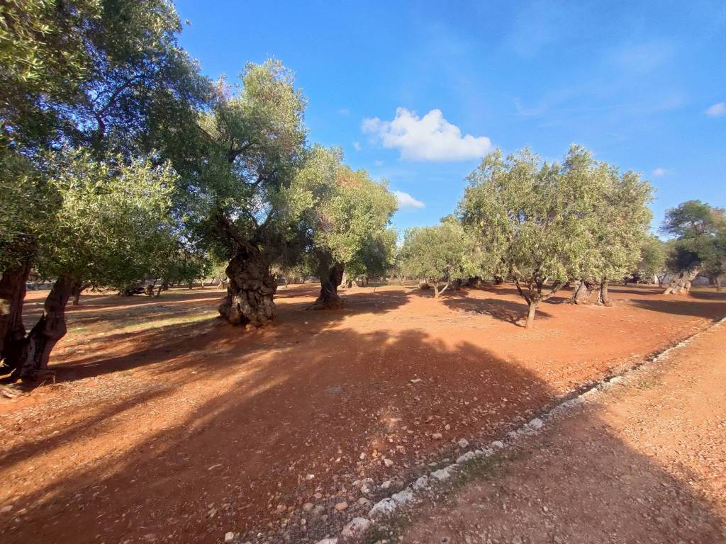 Rustico / casale a Ostuni in Contrada Airoldi - Foto 3