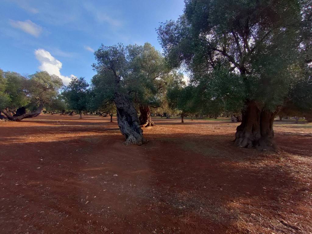 Rustico / casale a Ostuni in Contrada Airoldi - Foto 4