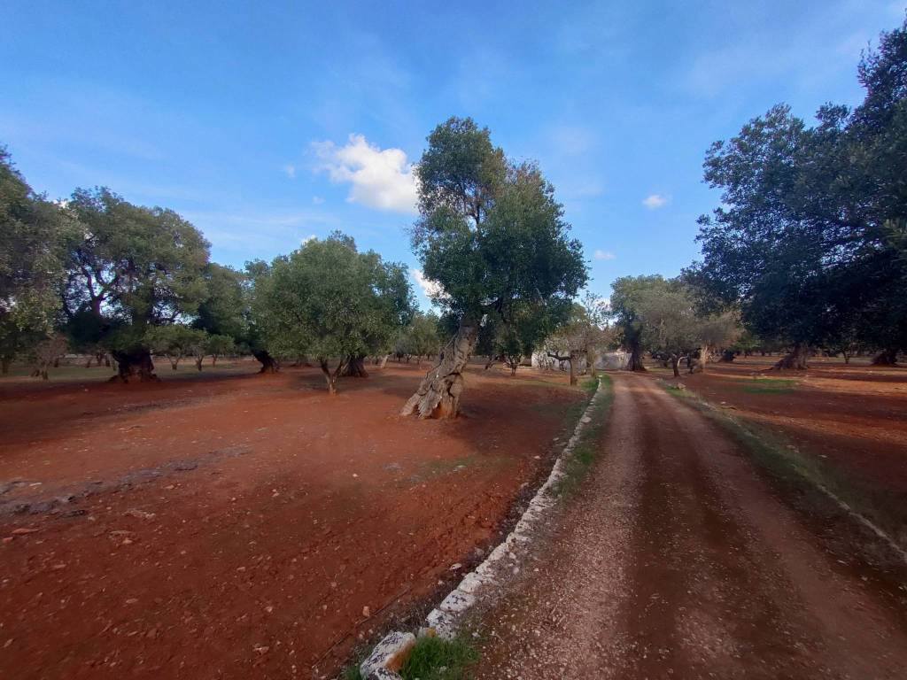 Rustico / casale a Ostuni in Contrada Airoldi - Foto 5
