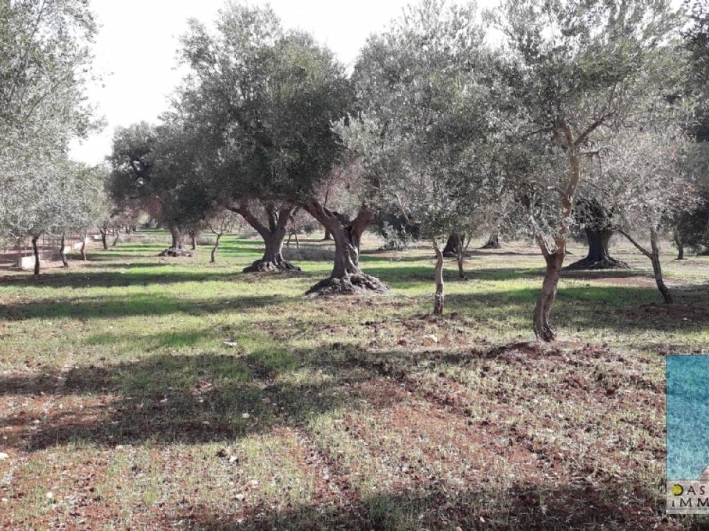 Rustico / casale a San vito dei normanni in Contrada Mastroronzo - Foto 2