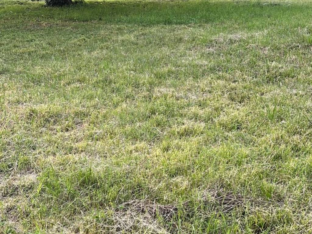 Terreno a Cardano al campo in Via P. Grossoni - Foto 2