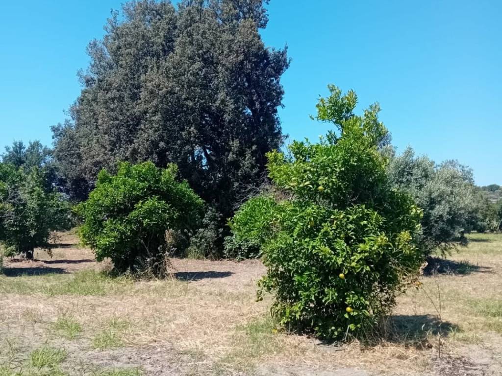 Terreno a Locri - Foto 2
