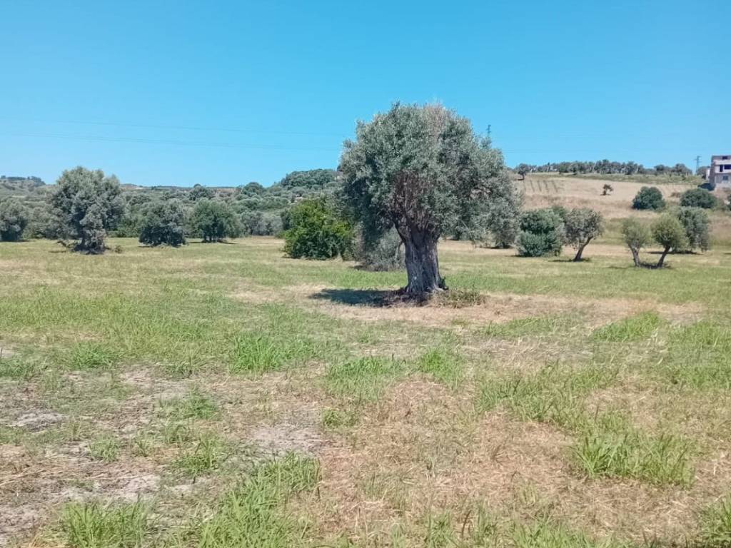 Terreno a Locri - Foto 5