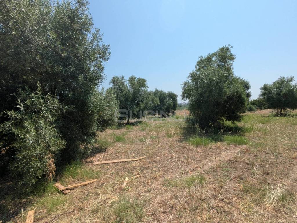 Terreno a Floridia in CONTRADA CUGNO DI CANNE - Foto 3