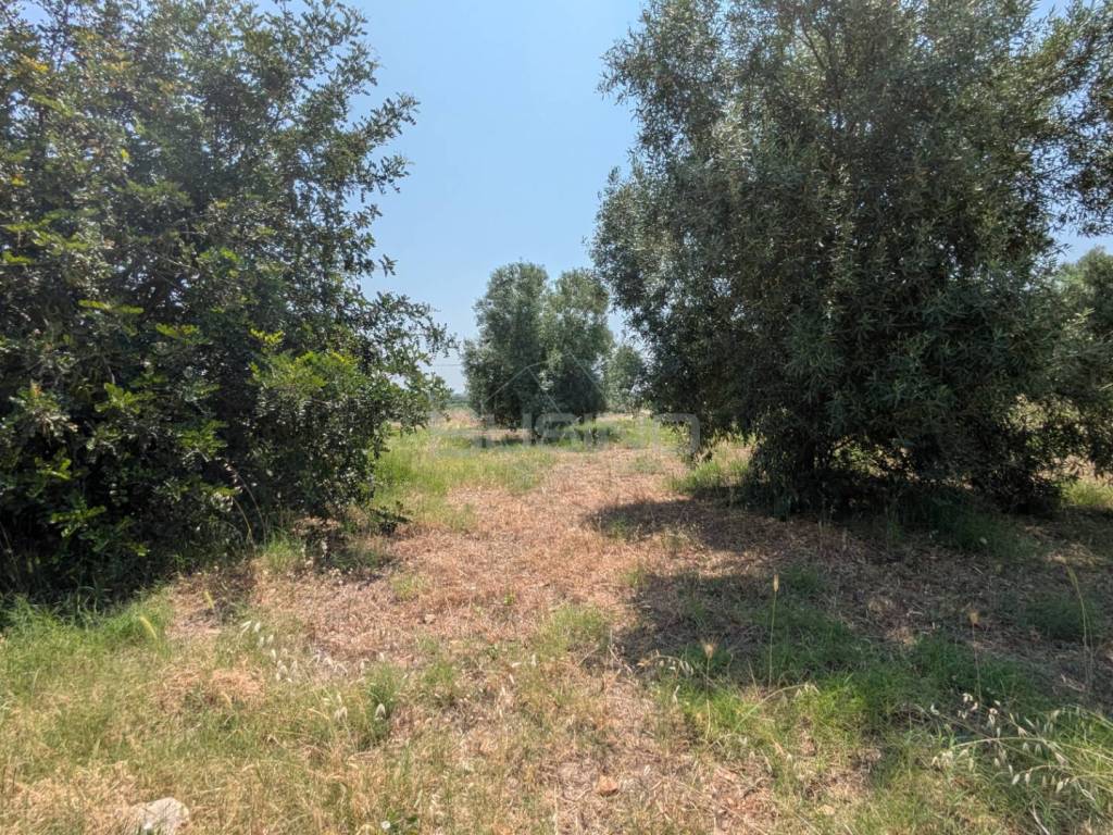 Terreno a Floridia in CONTRADA CUGNO DI CANNE - Foto 4