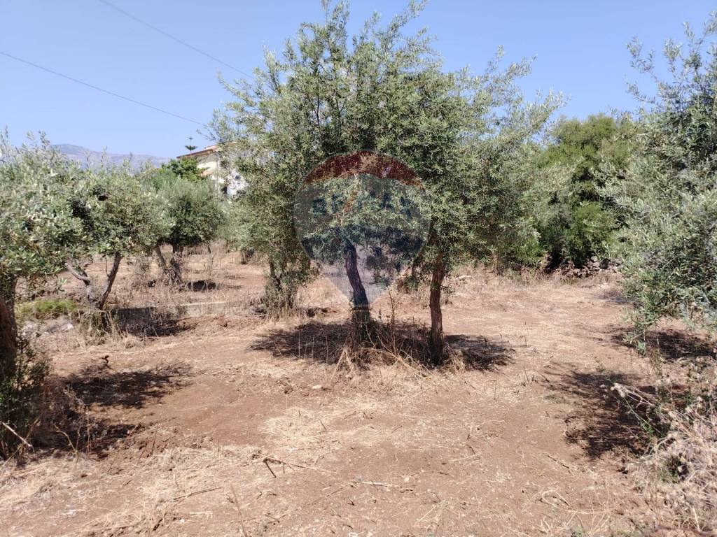Terreno a Carini - Foto 3