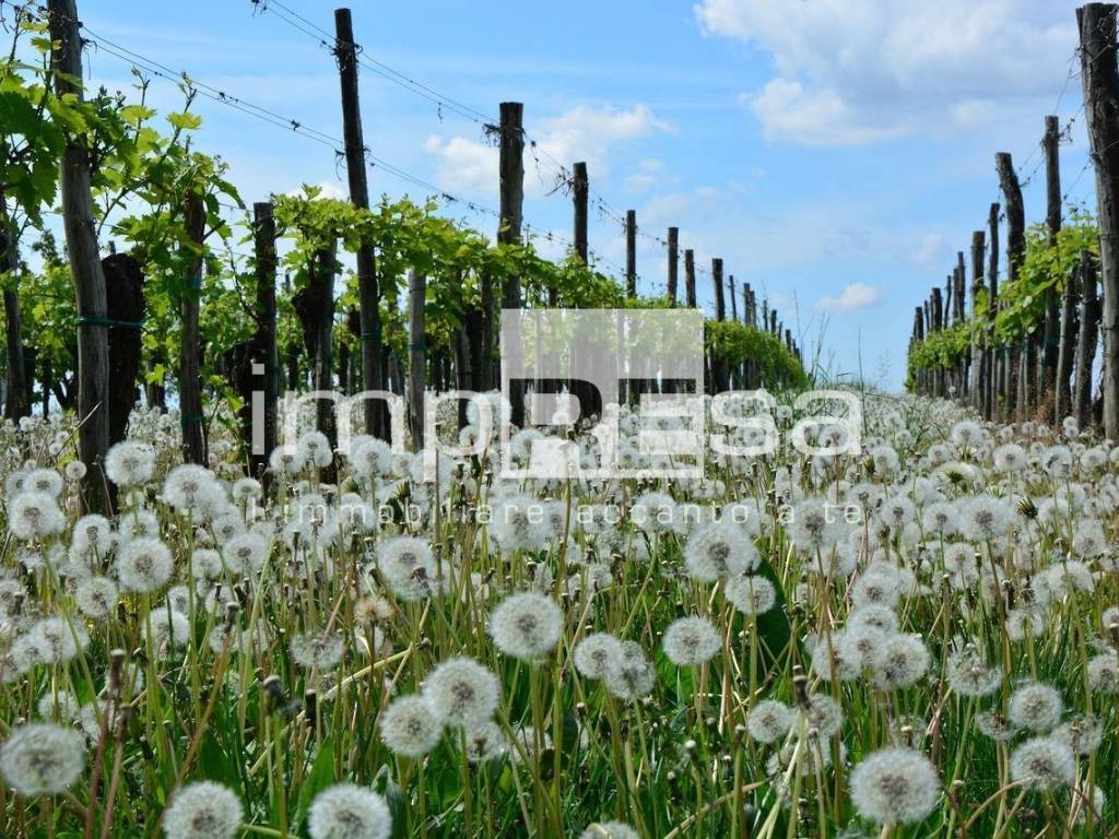 Terreno a Valdobbiadene - Foto 2