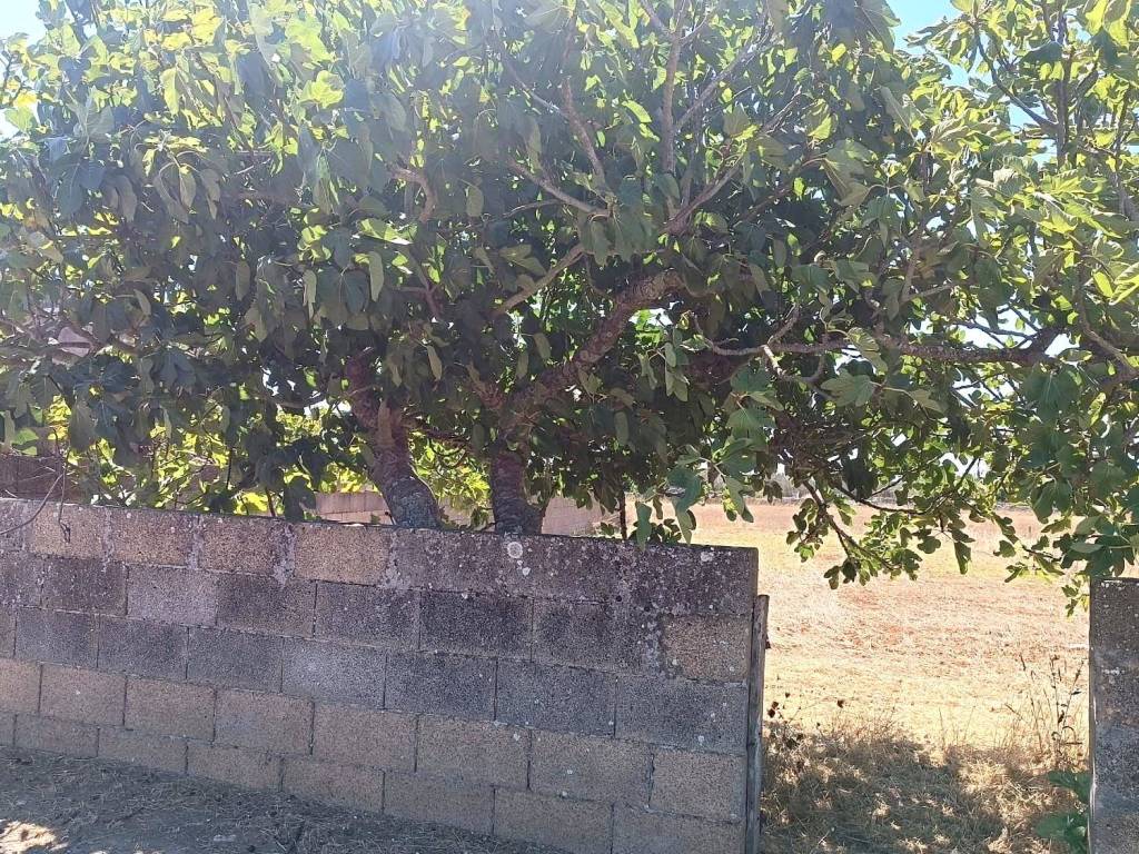 Terreno a Ortelle in Via Bosco - Foto 3