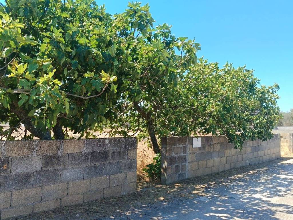 Terreno a Ortelle in Via Bosco - Foto 4