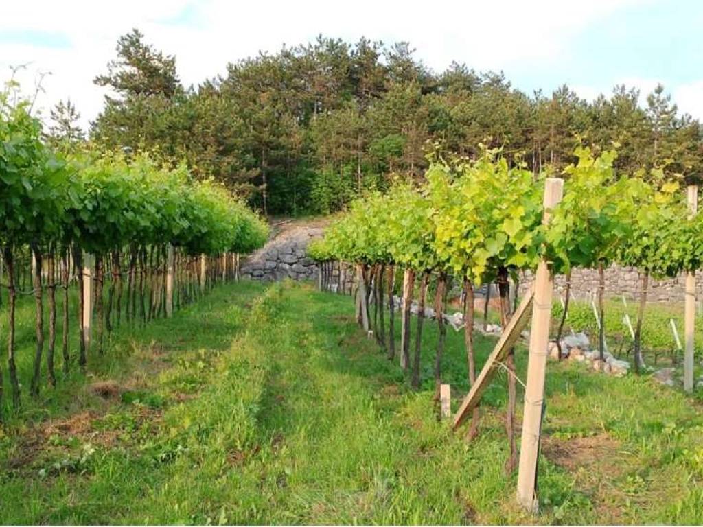 Terreno a Rovereto in VIA PINERA, 150 - Foto 5