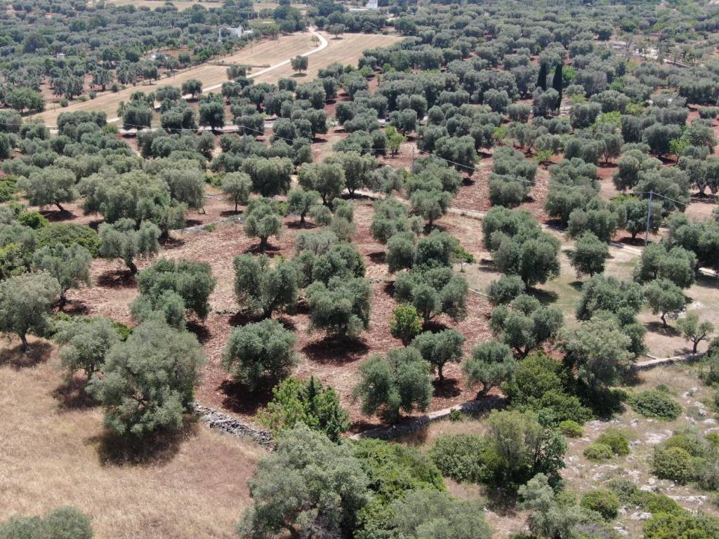 Terreno a Carovigno in SP29 - Foto 4