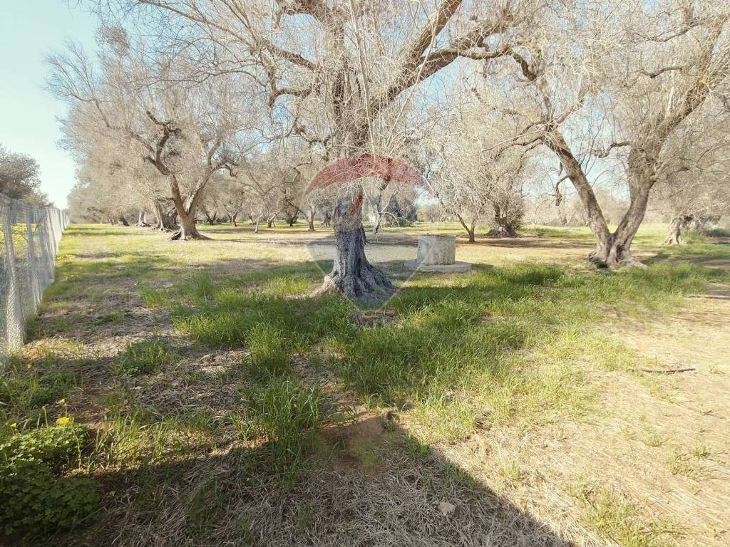 Terreno a Mesagne in Contrada Viscigli - Foto 3