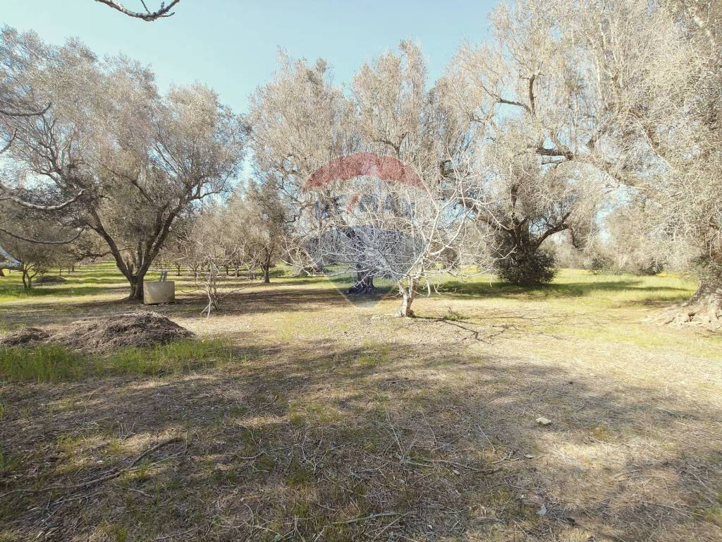 Terreno a Mesagne in Contrada Viscigli - Foto 4