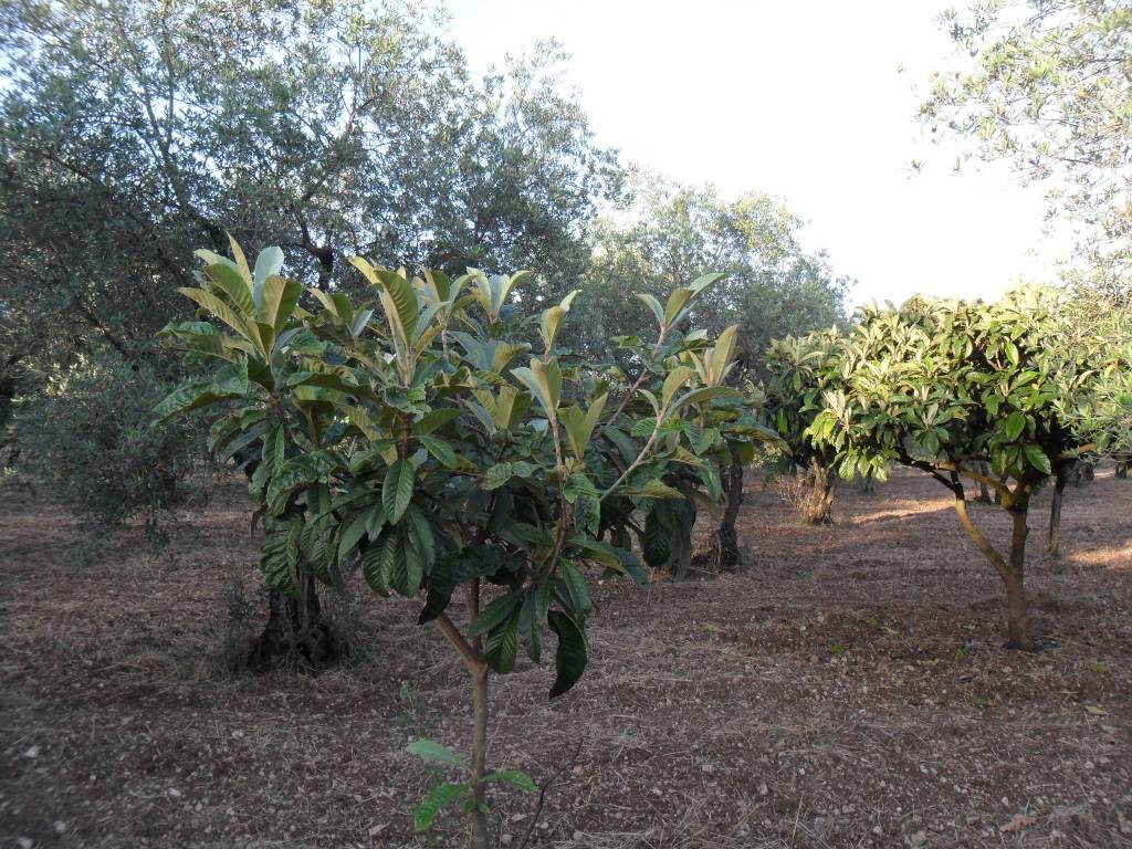Terreno a Formia in Via Mamurrano - Foto 5