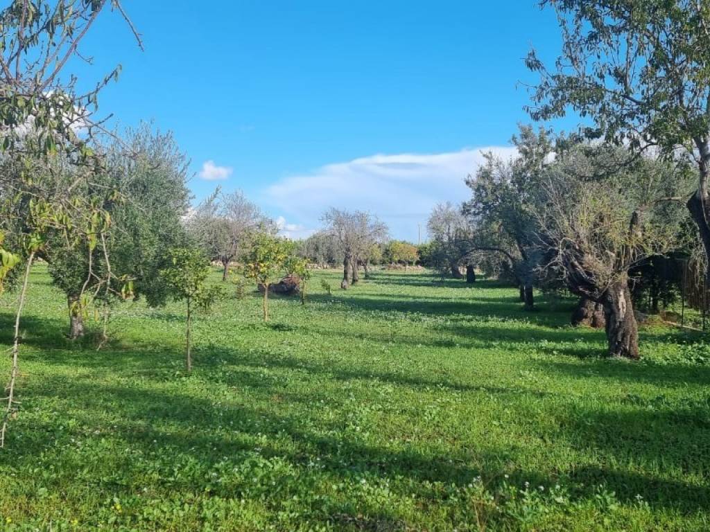 Terreno a Noto in falconara - Foto 5
