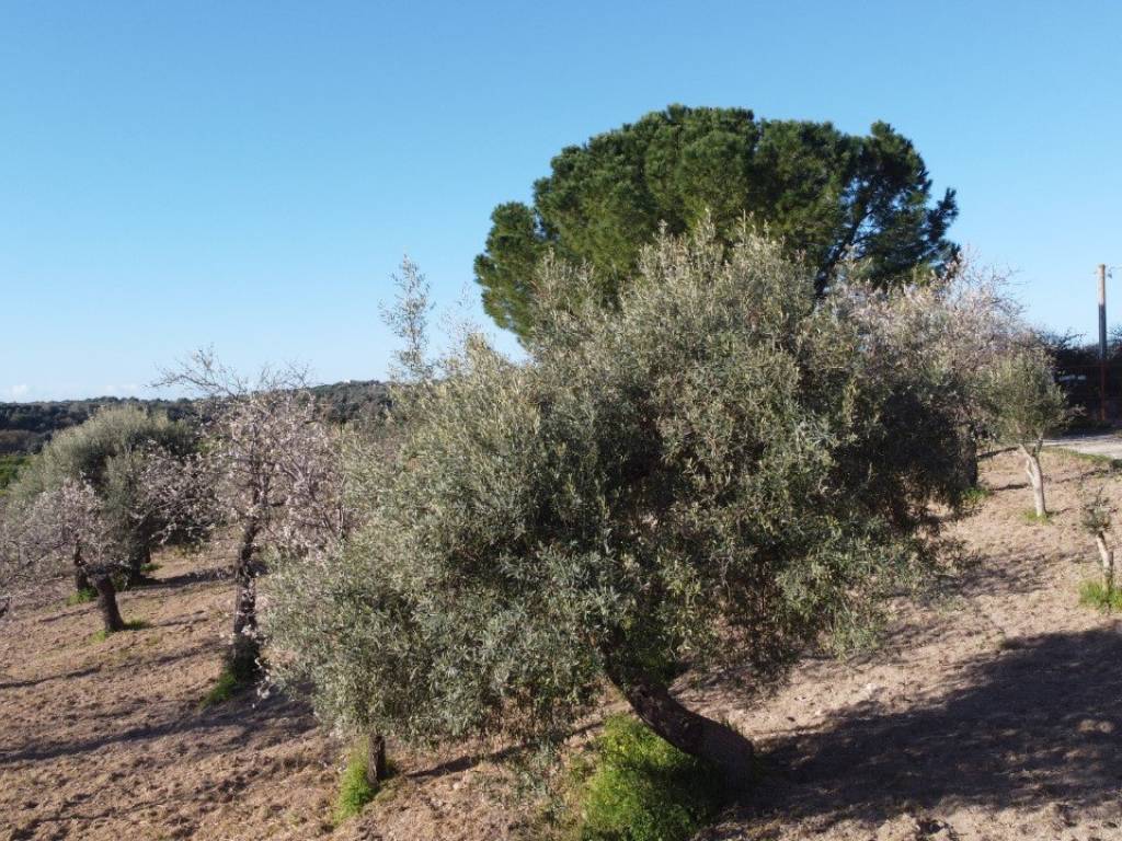 Rustico / casale a Noto - Foto 4