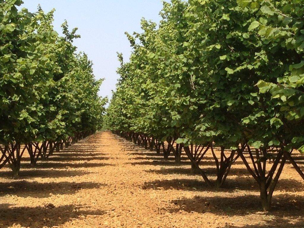 Terreno a Cherasco - Foto 2