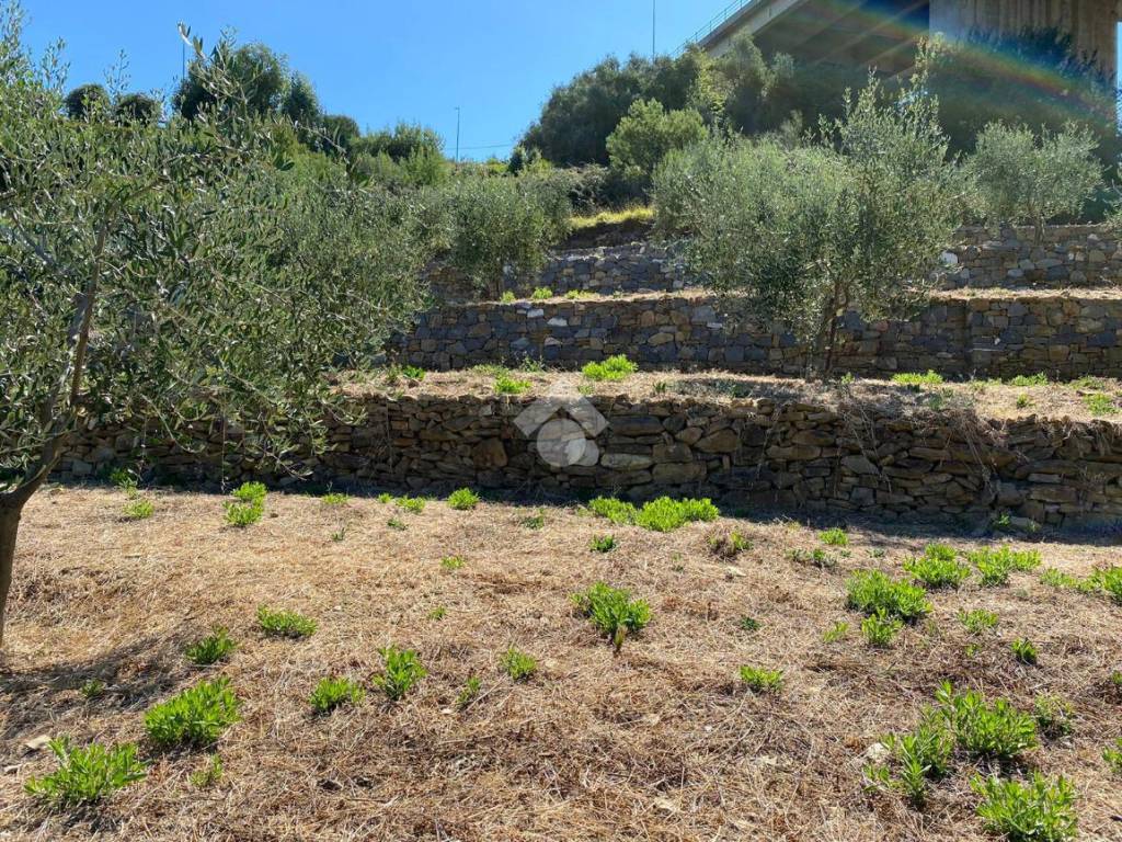 Terreno a Bordighera in strada ciotti - Foto 2