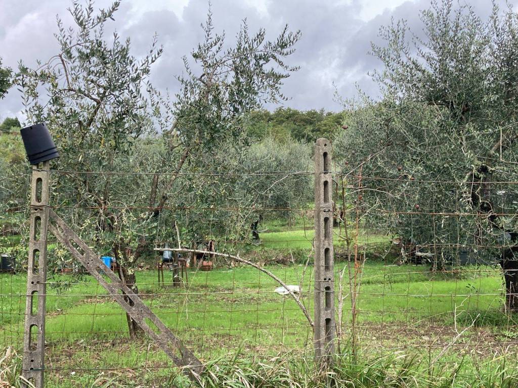 Terreno a Pistoia - Foto 2
