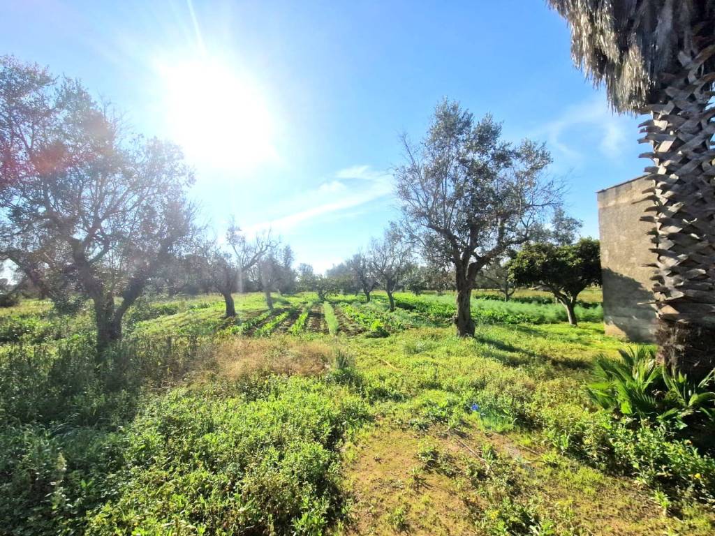 Terreno a Tricase in Strada Comunale Montesano Tutino - Foto 3