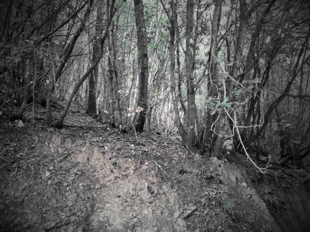 Terreno a Suvereto in Strada Provinciale dei Quattro Comuni - Foto 2