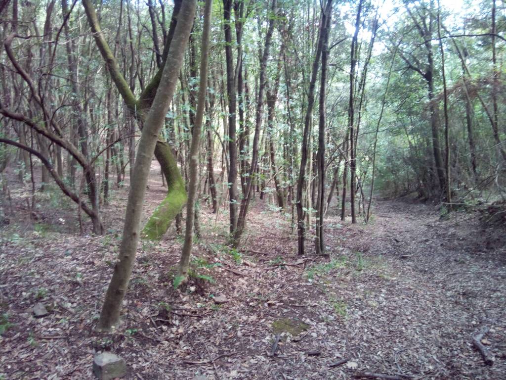 Terreno a Suvereto in Strada Provinciale dei Quattro Comuni - Foto 3