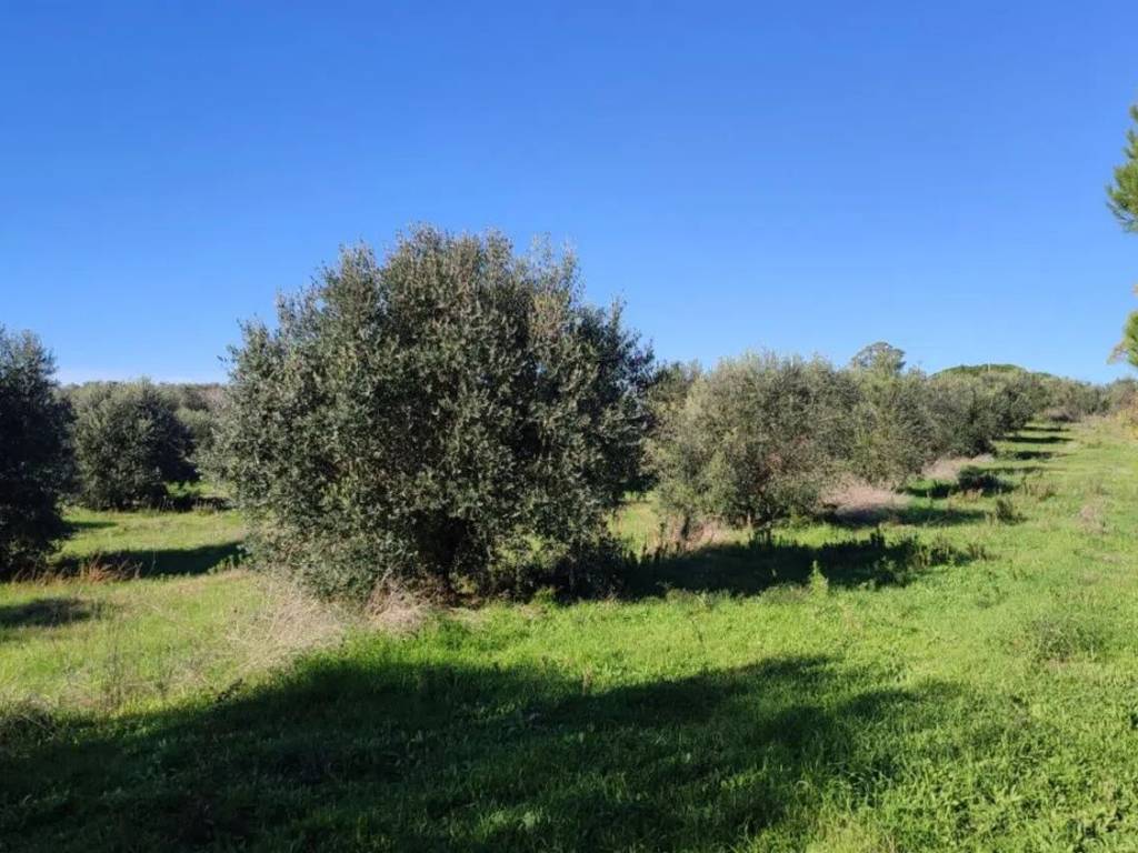 Rustico / casale a Follonica - Foto 5