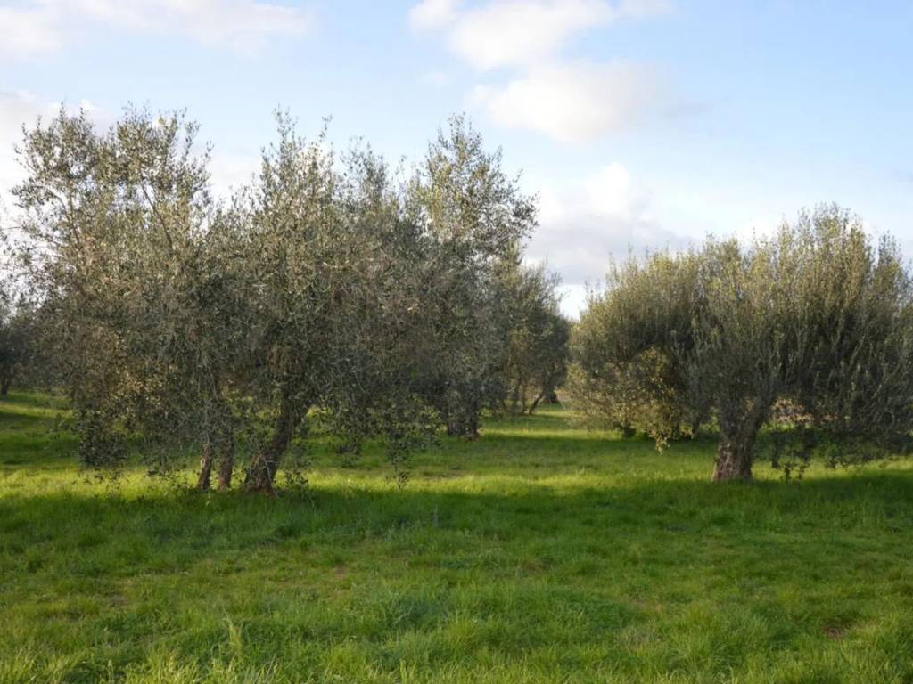 Rustico / casale a Gavorrano in Strada Provinciale Gavorranese - Foto 5