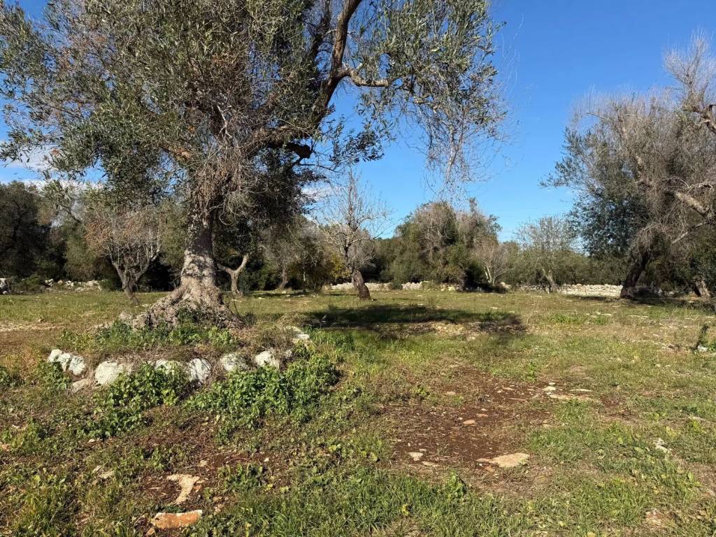 Rustico / casale a Carovigno in Contrada Puspo S.N.C. - Foto 2