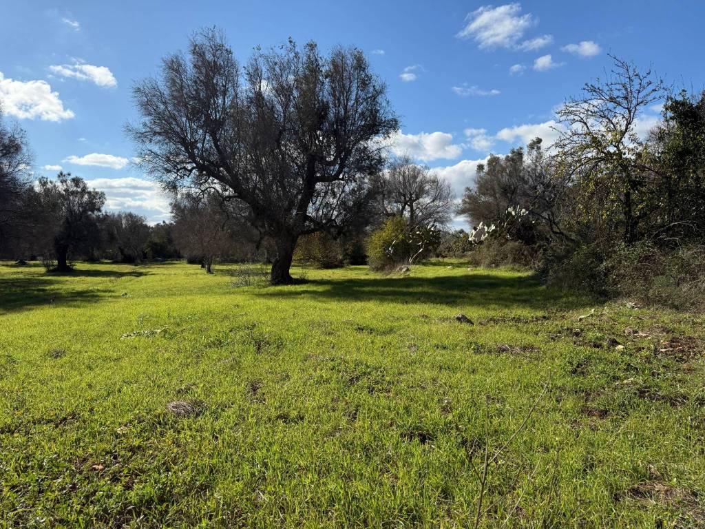 Rustico / casale a Carovigno in Contrada Puspo S.N.C. - Foto 2