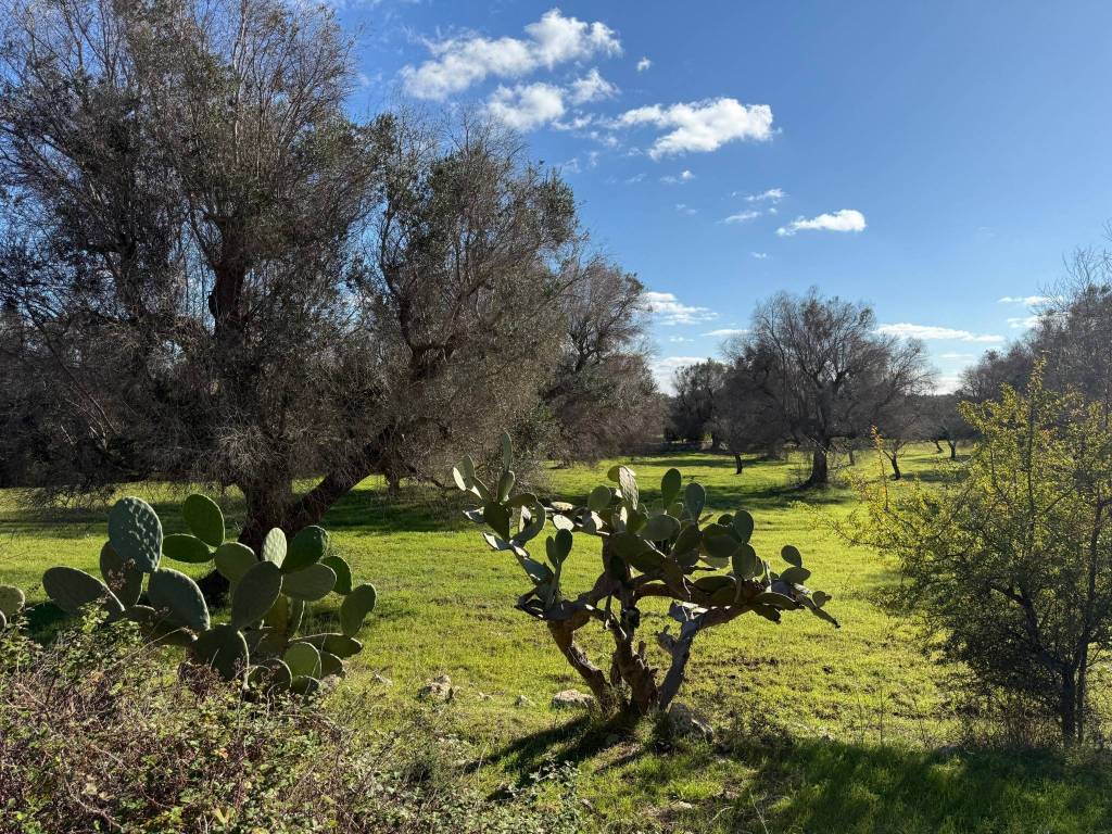 Rustico / casale a Carovigno in Contrada Puspo S.N.C. - Foto 3