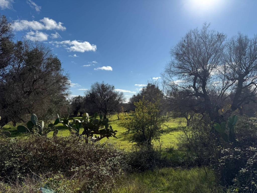 Rustico / casale a Carovigno in Contrada Puspo S.N.C. - Foto 4