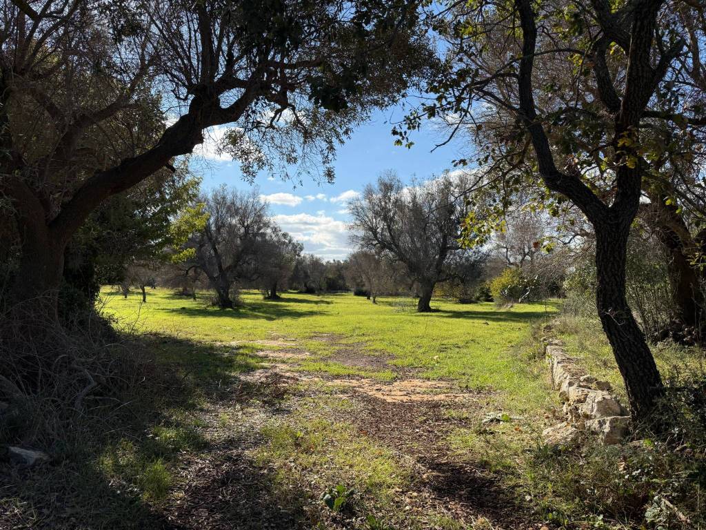 Rustico / casale a Carovigno in Contrada Puspo S.N.C. - Foto 5