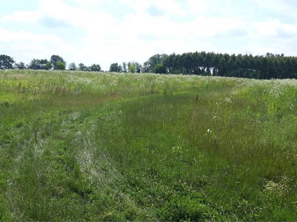 Terreno a Sesto al reghena - Foto 2