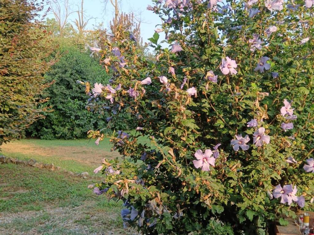 Rustico / casale a Piacenza - Foto 4