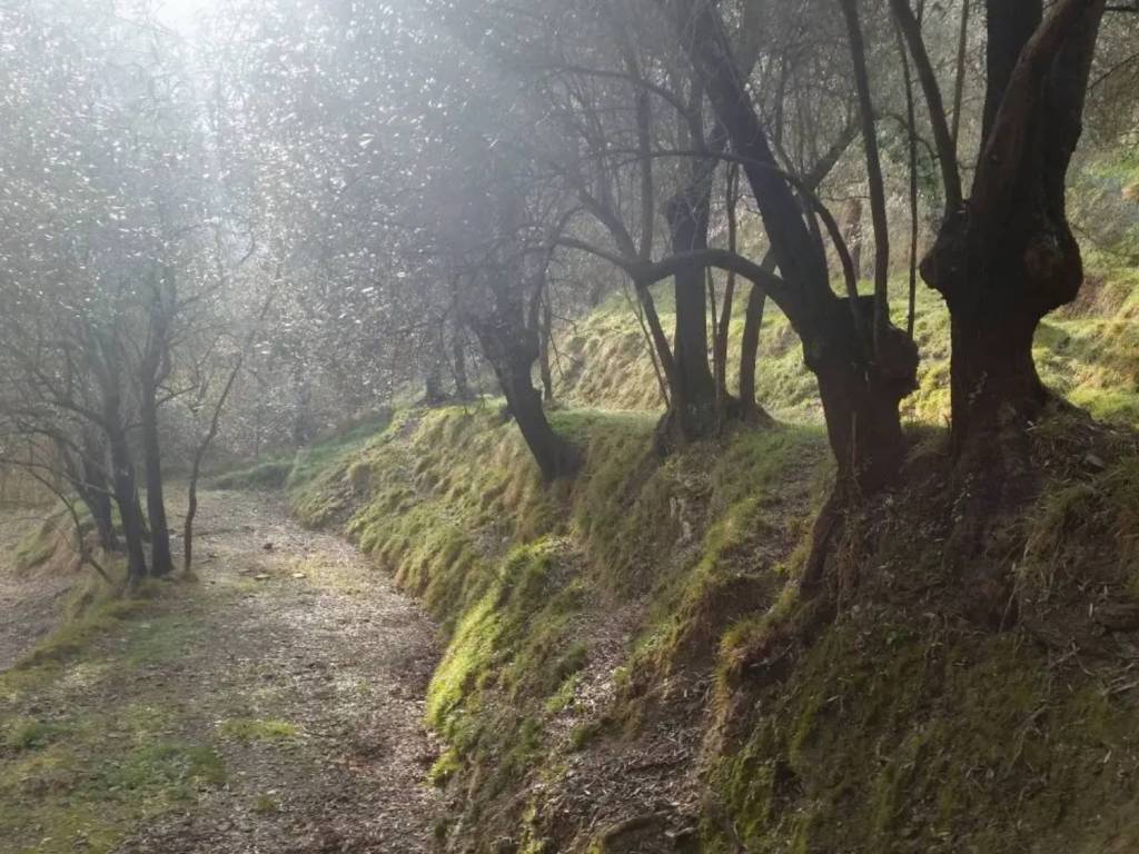 Terreno a Balestrino in Via Lucifredi - Foto 4